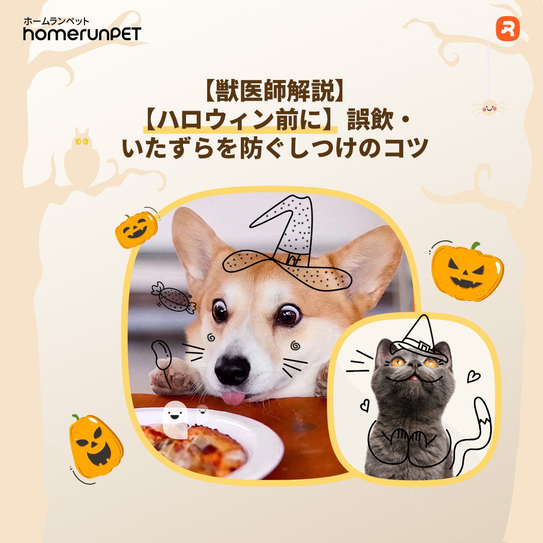 【獣医師解説】【ハロウィン前に】誤飲・いたずらを防ぐしつけのコツ
