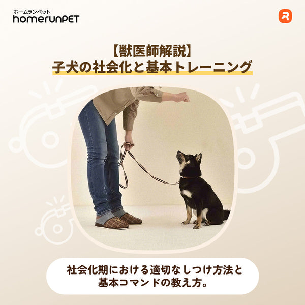 【子犬の社会化と基本トレーニング】社会化期における適切なしつけ方法と基本コマンドの教え方