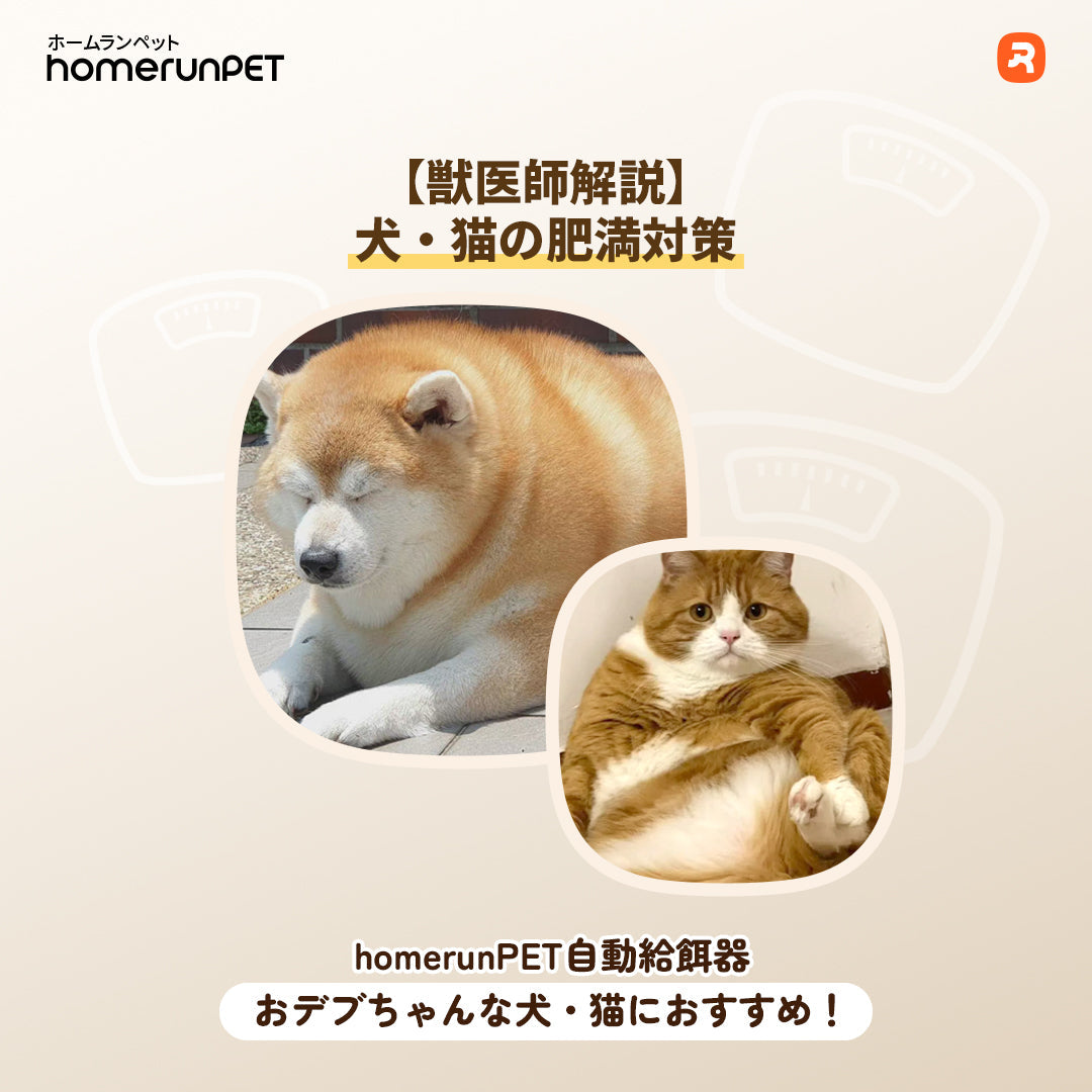 おデブちゃんな犬・猫におすすめ！自動給餌機を使ったダイエット方法で、太り過ぎを防止