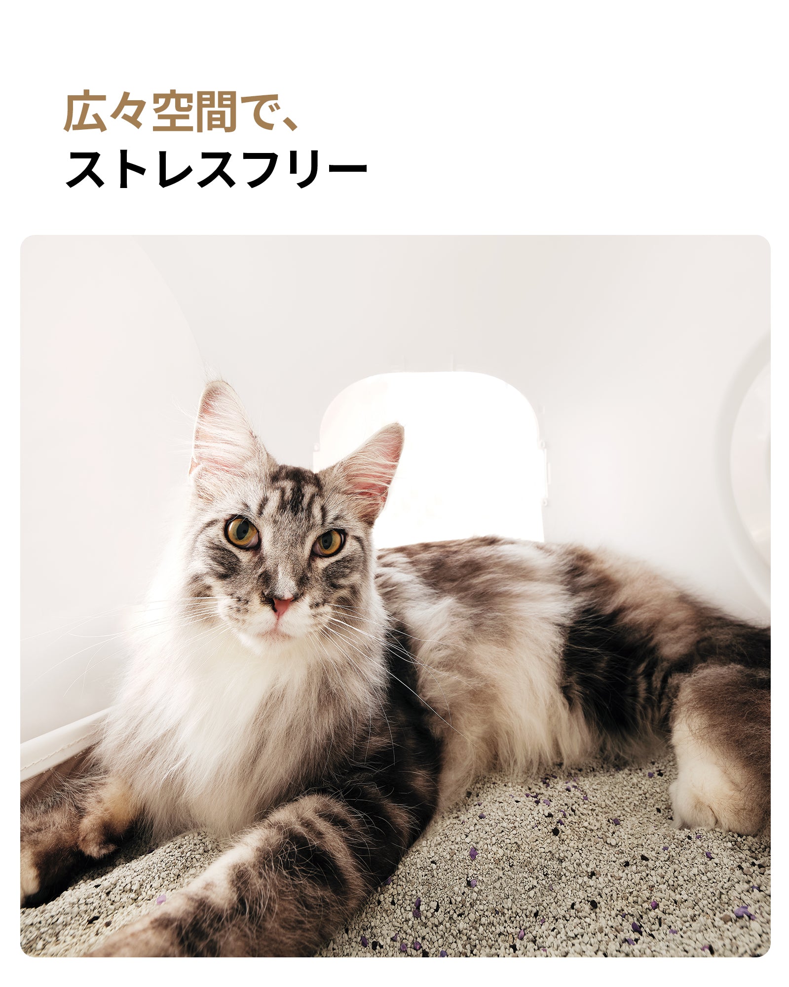 homerunPET 全自動猫トイレ Loobo Max – homerunPET Japan